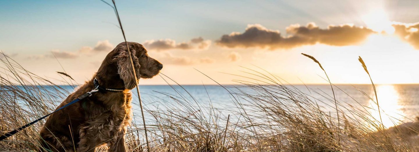 Dog enjoying sunset on holiday at Woolacombe beach