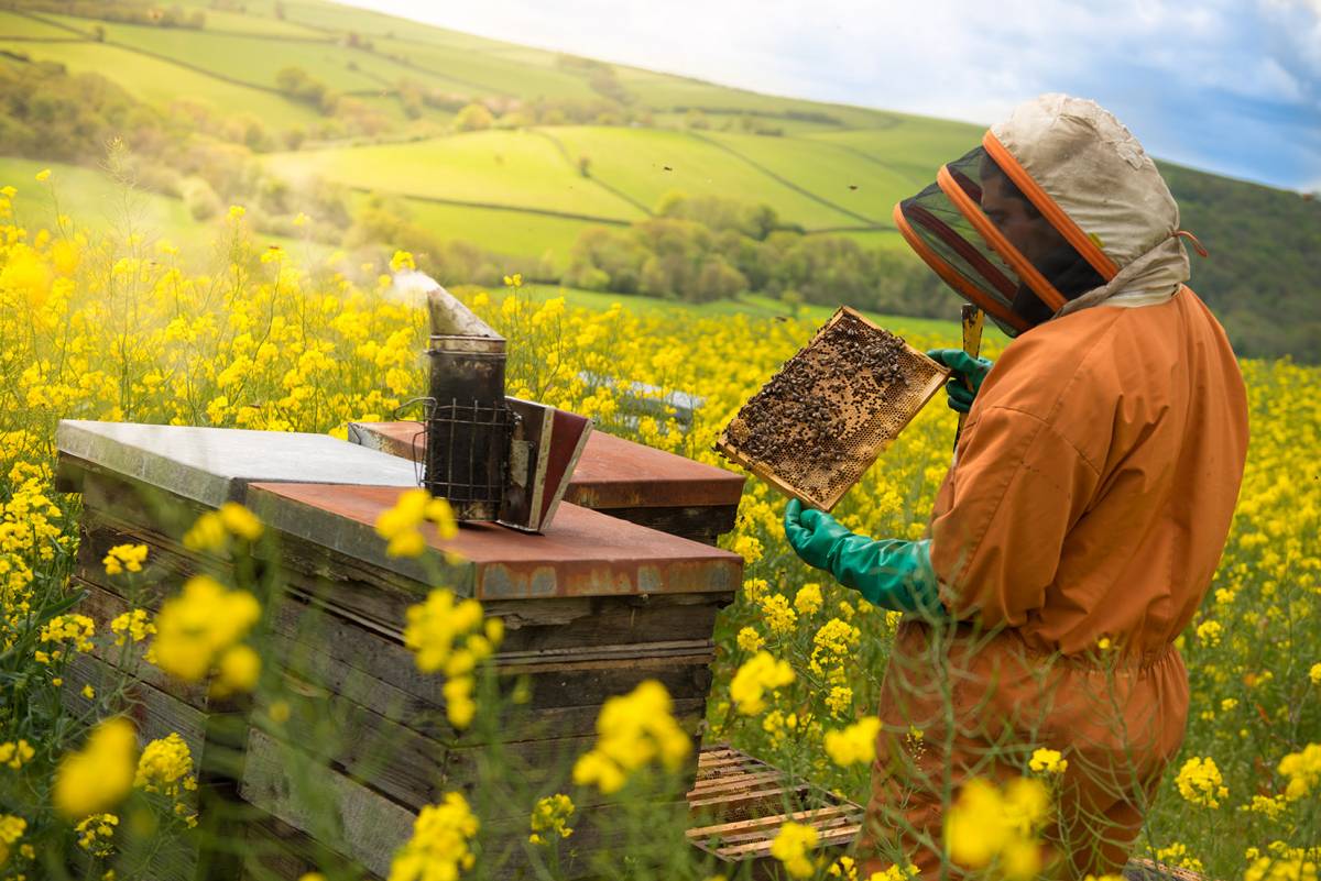 Bee Keeping at Quince Honey Farm North Devon