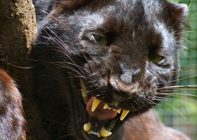 Exmoor Zoo