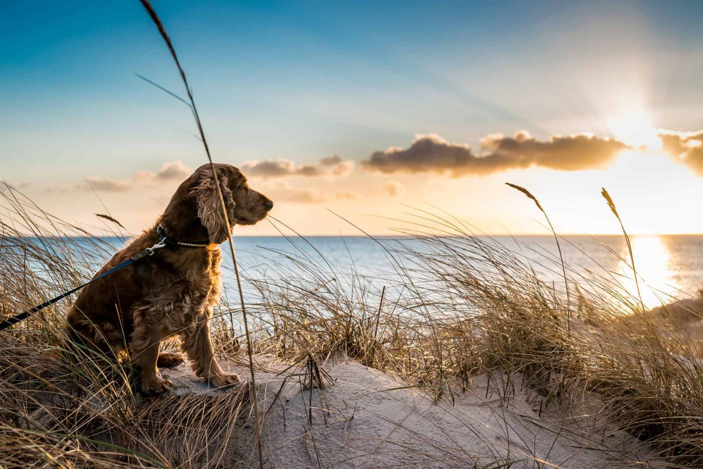 A dog being walked on Woolacombe beach in front of a sunset