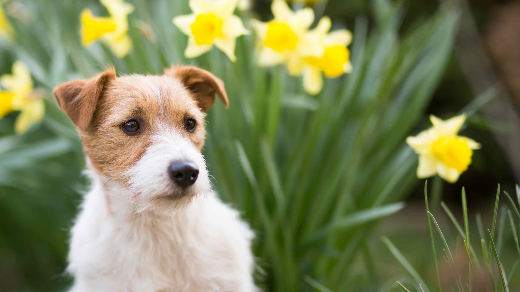 Jack Russel Dog sat in field of daffodils