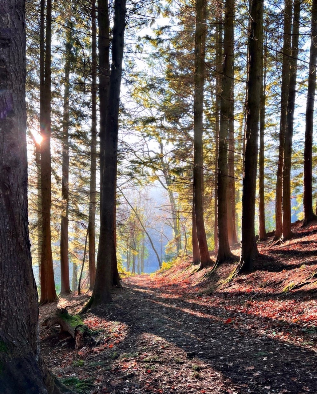 Tall trees in woods at Arlington