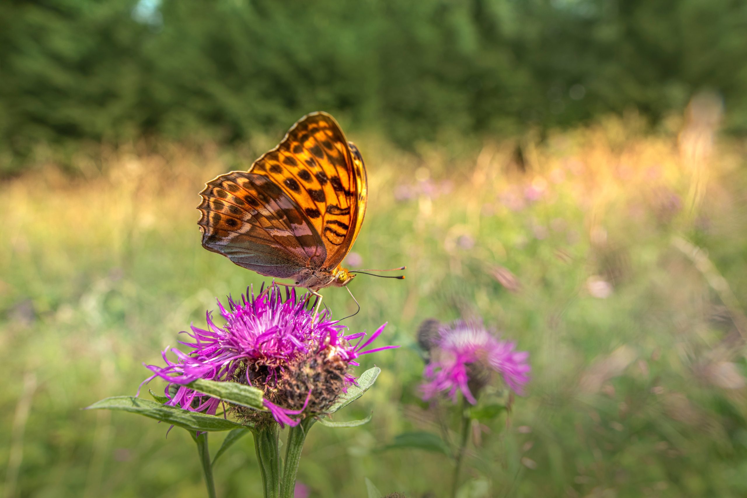 butterfly landing on flower