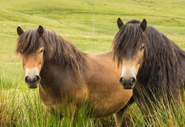 Two Exmoor Ponies grazing