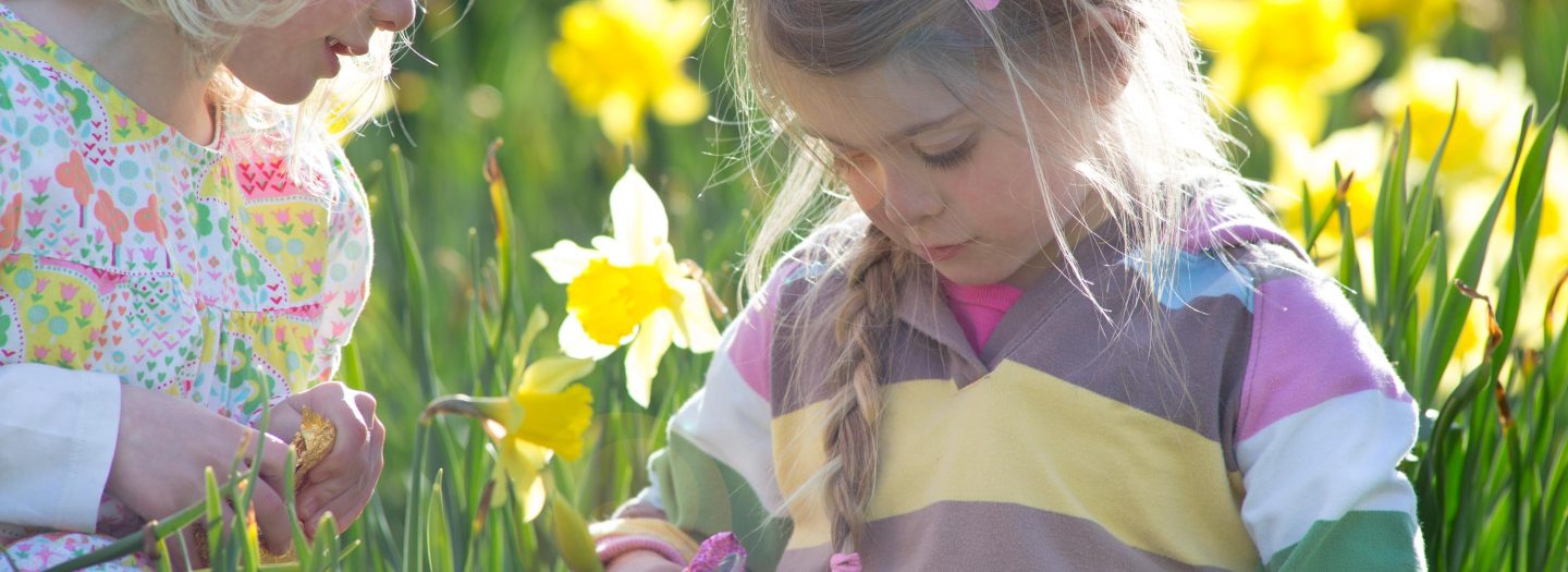 Two little girls eat an easter egg in a field of daffodils in North Devon.